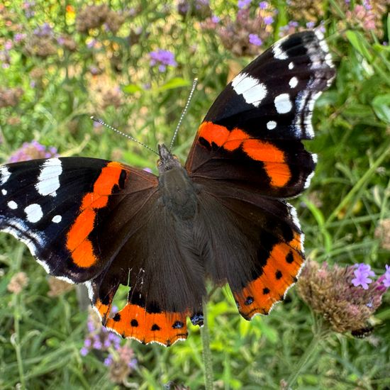 Admiral: Tier im Habitat Garten in der NatureSpots App