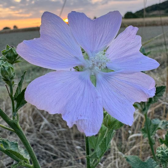 Malva thuringiaca subsp. thuringiaca: Plant in habitat Natural Meadow in the NatureSpots App