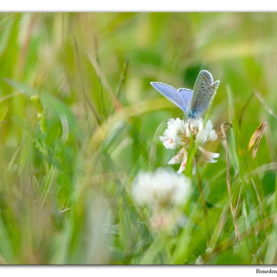 Polyommatus icarus: Animal in habitat Swamp in the NatureSpots App