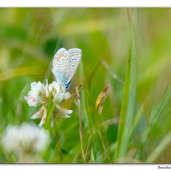 Hauhechel-Bläuling: Tier im Habitat Sumpf in der NatureSpots App