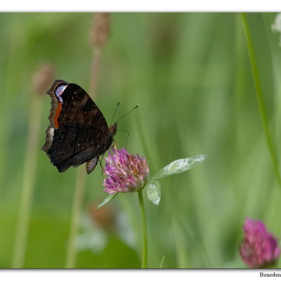 Aglais io: Animal in habitat Swamp in the NatureSpots App