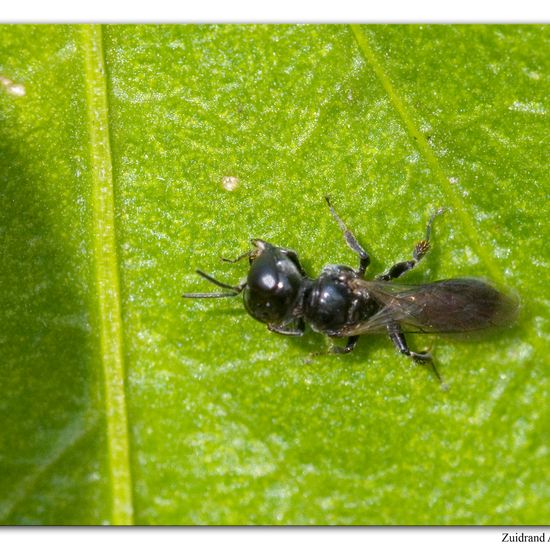 Crossocerus: Tier im Habitat Garten in der NatureSpots App