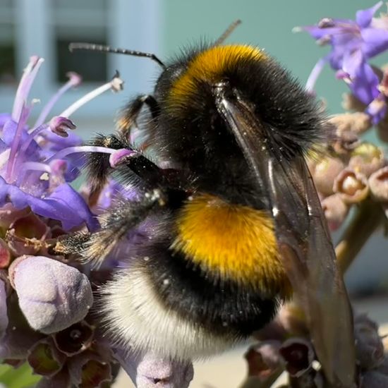 Dunkle Erdhummel: Tier im Habitat Garten in der NatureSpots App