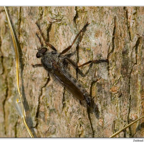 Gemeine Raubfliege: Tier im Habitat Garten in der NatureSpots App