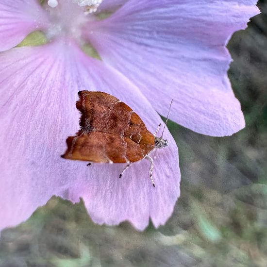 Choreutis nemorana: Tier im Habitat Naturnahe Wiese in der NatureSpots App