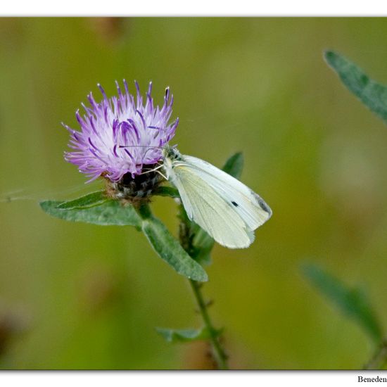 Kleiner Kohlweißling: Tier in der Natur in der NatureSpots App