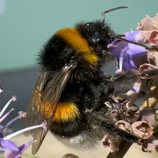 Dunkle Erdhummel: Tier in der Natur in der NatureSpots App