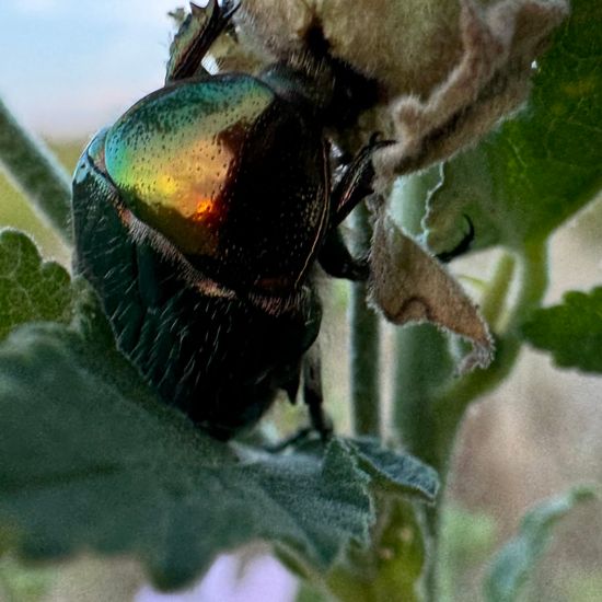 Goldglänzender Rosenkäfer: Tier im Habitat Naturnahe Wiese in der NatureSpots App