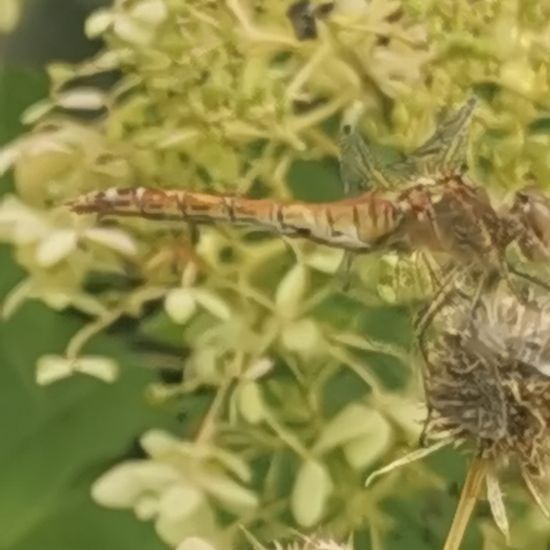 Landschaft: Stadt und Garten im Habitat Garten in der NatureSpots App