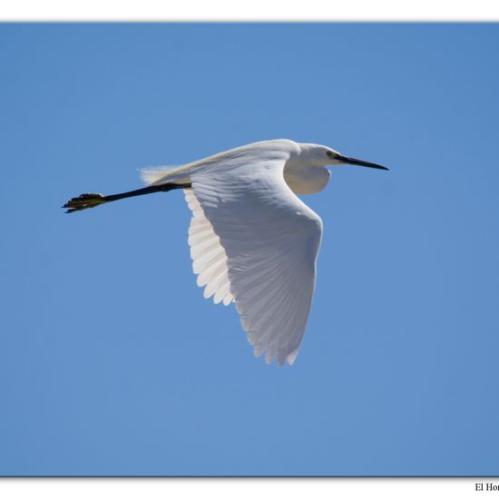 Little Egret: Animal in habitat Swamp in the NatureSpots App