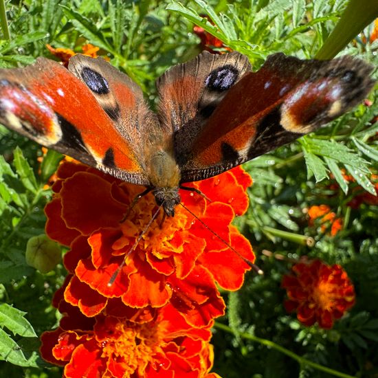 Tagpfauenauge: Tier im Habitat Garten in der NatureSpots App