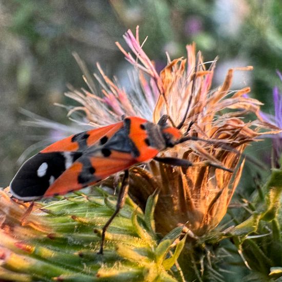 Lygaeus equestris: Animal in habitat Garden in the NatureSpots App