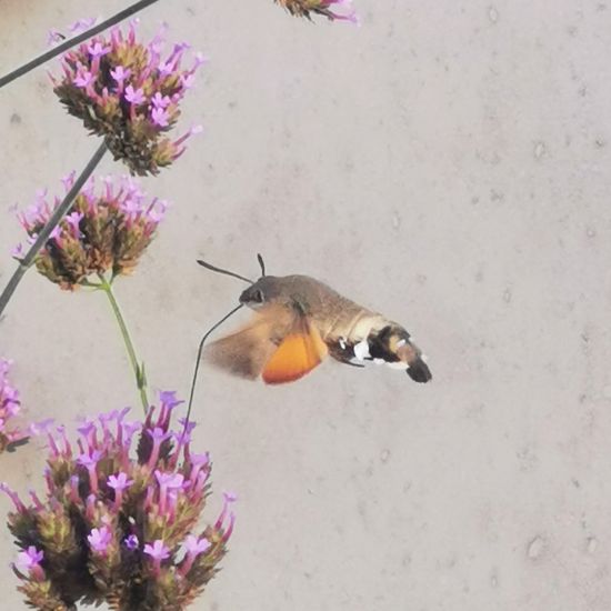 Macroglossum stellatarum: Animal in habitat City and Urban in the NatureSpots App