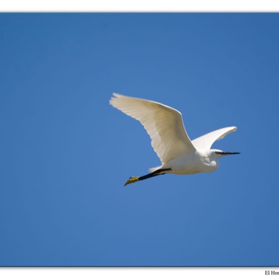 Little Egret: Animal in habitat Swamp in the NatureSpots App