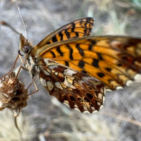 Magerrasen-Perlmutterfalter: Tier im Habitat Garten in der NatureSpots App