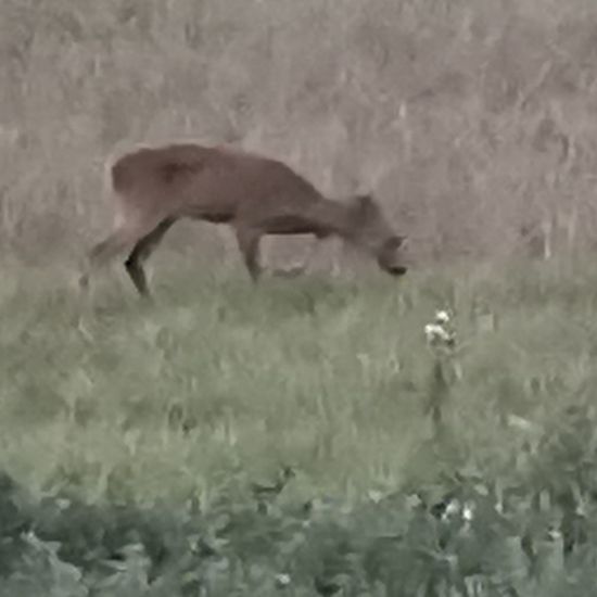 Reh: Tier im Habitat Landwirtschaft in der NatureSpots App