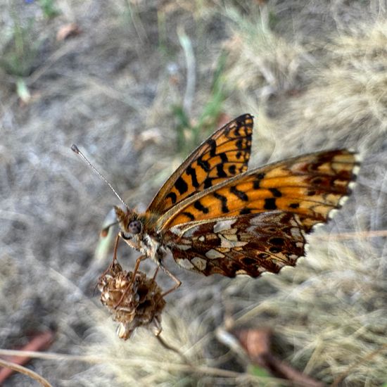 Magerrasen-Perlmutterfalter: Tier im Habitat Garten in der NatureSpots App