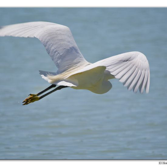 Little Egret: Animal in habitat Swamp in the NatureSpots App