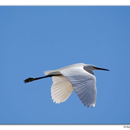 Seidenreiher: Tier im Habitat Sumpf in der NatureSpots App