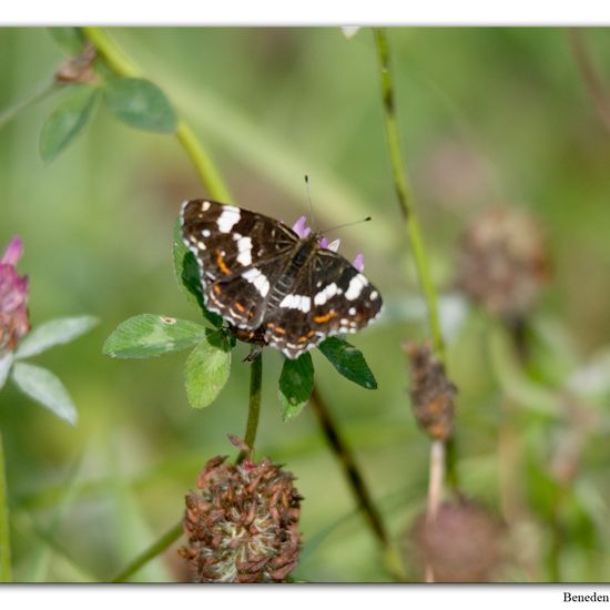 Landkärtchen: Tier im Habitat Sumpf in der NatureSpots App