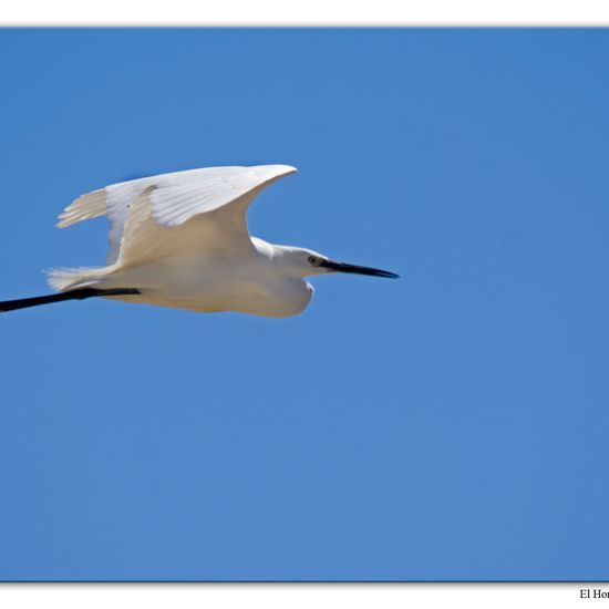 Little Egret: Animal in habitat Swamp in the NatureSpots App