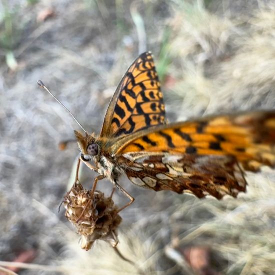 Magerrasen-Perlmutterfalter: Tier im Habitat Garten in der NatureSpots App