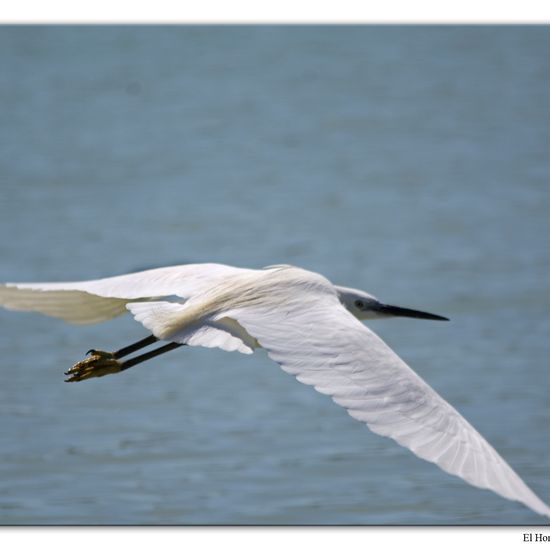 Little Egret: Animal in habitat Swamp in the NatureSpots App