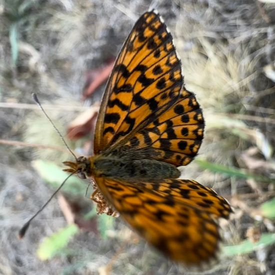 Magerrasen-Perlmutterfalter: Tier im Habitat Garten in der NatureSpots App