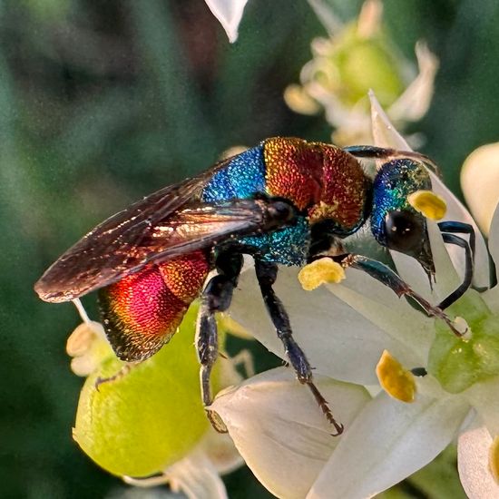 Sand-Goldwespe: Tier im Habitat Garten in der NatureSpots App