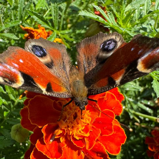 Aglais io: Animal in habitat Garden in the NatureSpots App