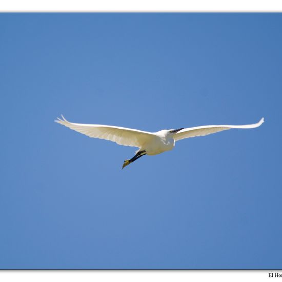 Little Egret: Animal in habitat Swamp in the NatureSpots App