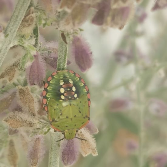 Grüne Reiswanze: Tier im Habitat Stadt und Garten in der NatureSpots App