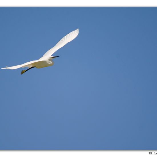 Little Egret: Animal in habitat Swamp in the NatureSpots App