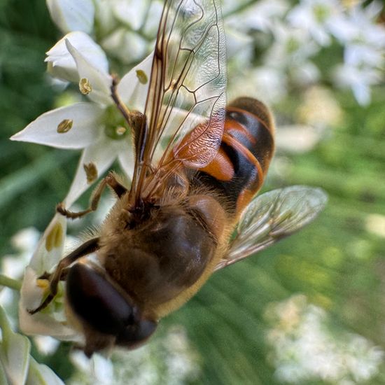 Eristalis tenax: Animal in habitat Garden in the NatureSpots App