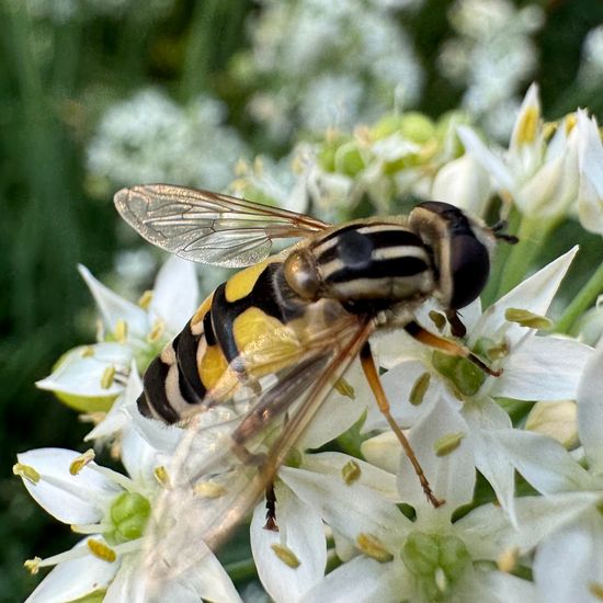 Helophilus trivittatus: Animal in habitat Garden in the NatureSpots App