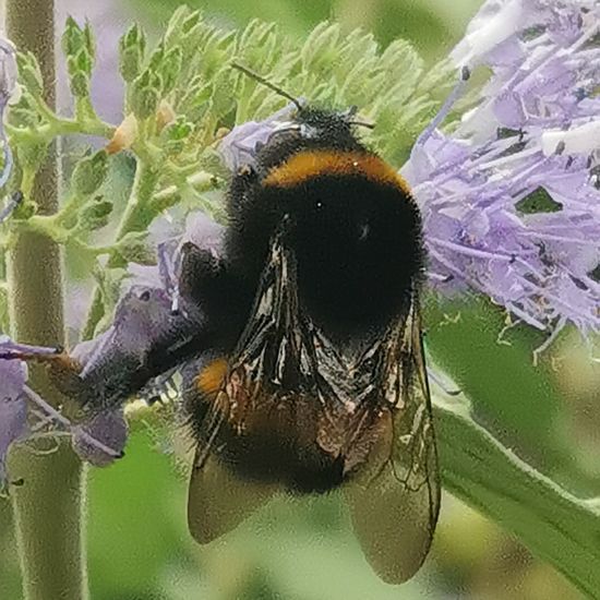 Hummeln: Tier im Habitat Stadt und Garten in der NatureSpots App