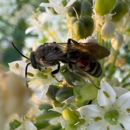 Lasioglossum calceatum: Animal in habitat Garden in the NatureSpots App