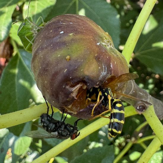 Echte Feige: Pflanze im Habitat Garten in der NatureSpots App