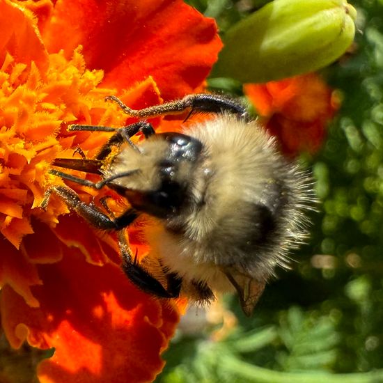 Bombus sylvarum: Animal in habitat Garden in the NatureSpots App