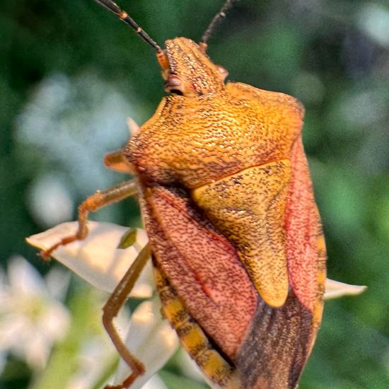 Carpocoris purpureipennis: Animal in habitat Garden in the NatureSpots App