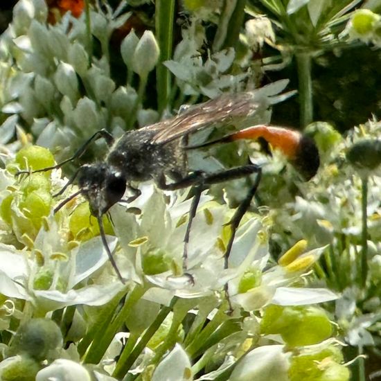 Gemeine Sandwespe: Tier im Habitat Garten in der NatureSpots App