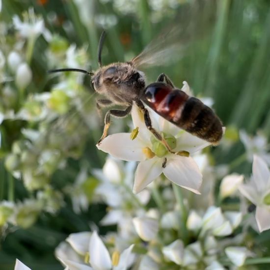 Lasioglossum calceatum: Animal in habitat Garden in the NatureSpots App