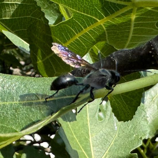 Stahlblauer Grillenjäger: Tier im Habitat Garten in der NatureSpots App