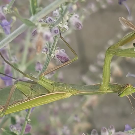 Europäische Gottesanbeterin: Tier im Habitat Stadt und Garten in der NatureSpots App