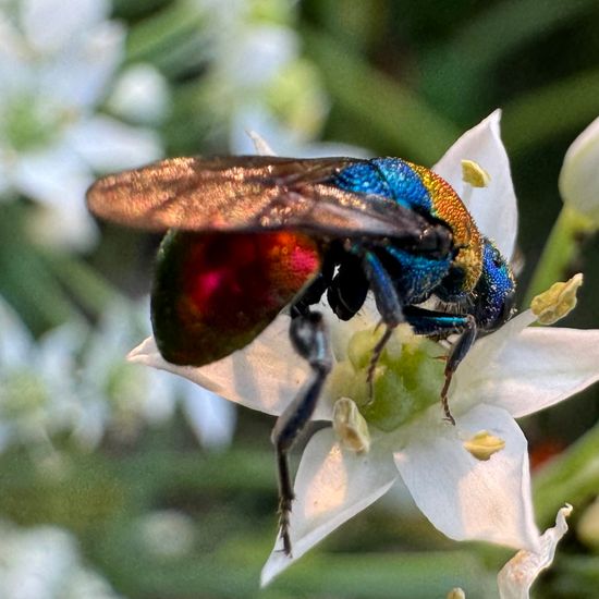 Sand-Goldwespe: Tier im Habitat Garten in der NatureSpots App