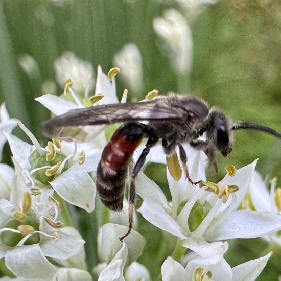 Lasioglossum calceatum: Tier im Habitat Garten in der NatureSpots App