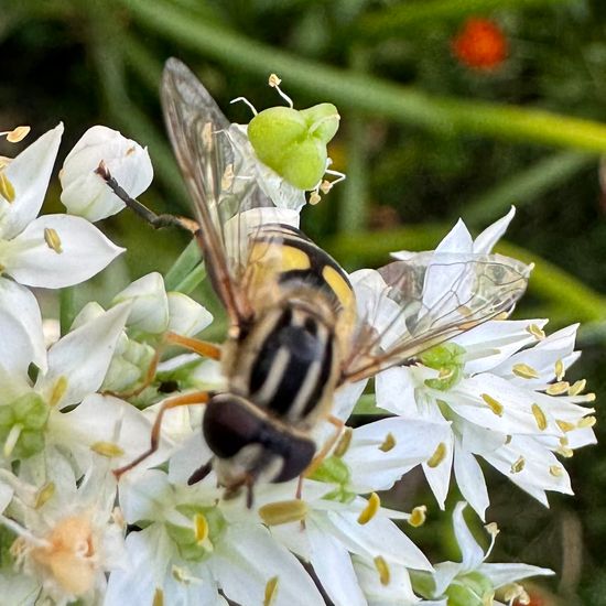 Helophilus trivittatus: Animal in habitat Garden in the NatureSpots App