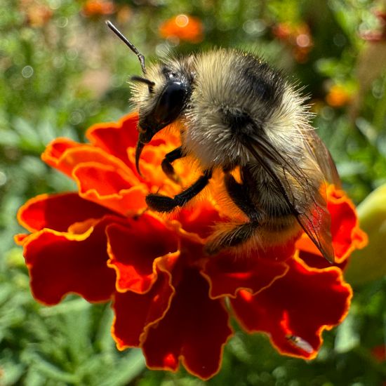 Bombus sylvarum: Animal in habitat Garden in the NatureSpots App