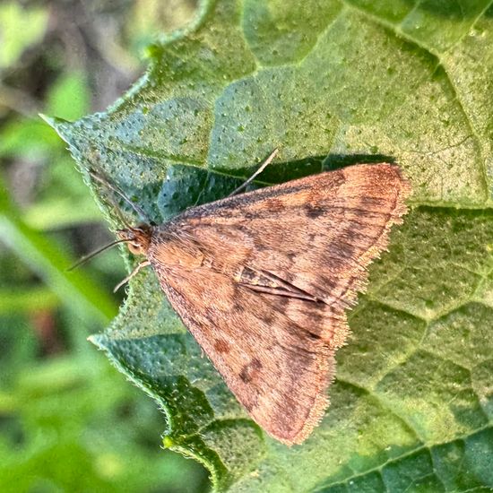 Olivenbrauner Zünsler: Tier in der Natur in der NatureSpots App