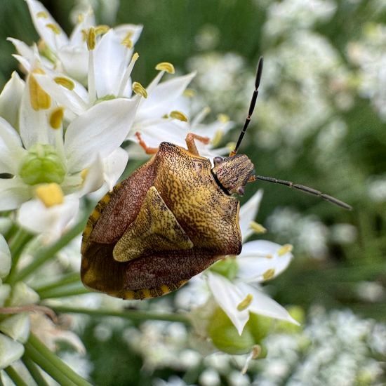 Carpocoris purpureipennis: Animal in habitat Garden in the NatureSpots App